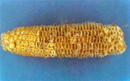 Daños en maíz causados por Sitotroga cerealella