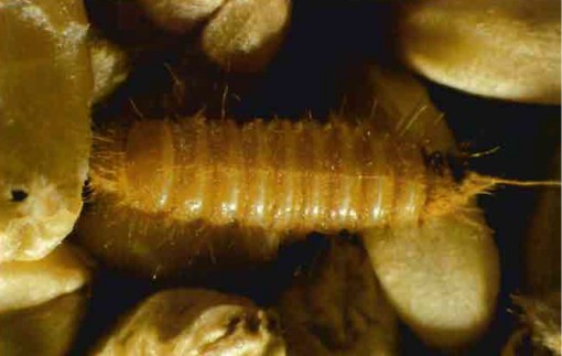 Larvas Larva de Trogoderma granarium
