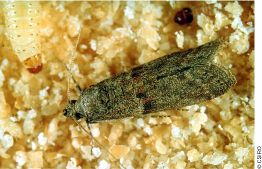 Adulto de ephestia cautella