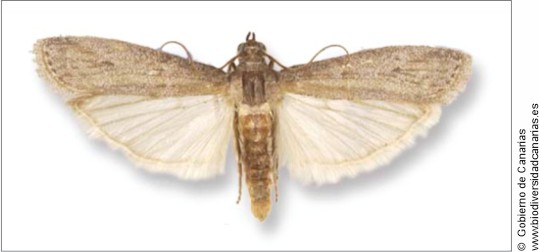 ephestia figulillella