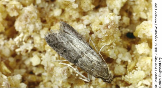 Adulto Ephestia elutella