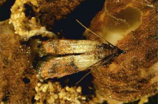 Plodia interpunctella