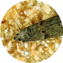 EPHESTIA (CADRA) CAUTELLA