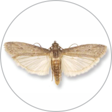 Ephestia (cadra) figulillella