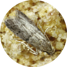 Ephestia elutella