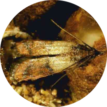 Plodia interpunctella