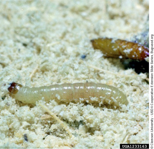 Larva de Plodia interpunctella