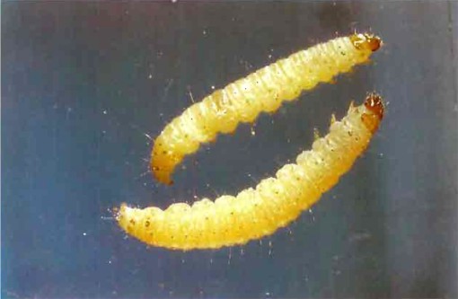 Pie de foto: Larvas de Ephestia sp.